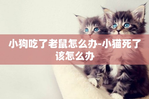 小狗吃了老鼠怎么辦-小貓死了該怎么辦