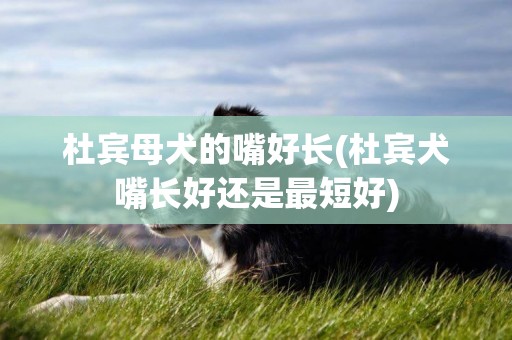 杜賓母犬的嘴好長(杜賓犬嘴長好還是最短好)