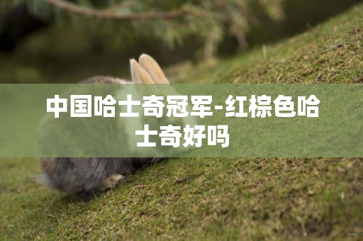 中國哈士奇冠軍-紅棕色哈士奇好嗎