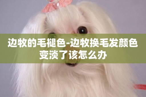 邊牧的毛褪色-邊牧換毛發顏色變淡了該怎么辦