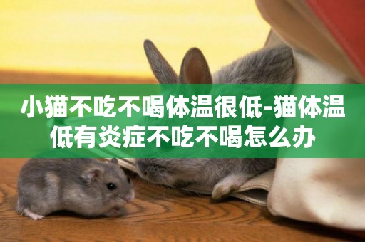 小貓不吃不喝體溫很低-貓體溫低有炎癥不吃不喝怎么辦