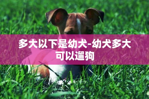 多大以下是幼犬-幼犬多大可以遛狗