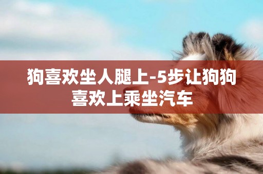 狗喜歡坐人腿上-5步讓狗狗喜歡上乘坐汽車