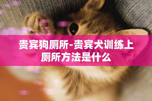 貴賓狗廁所-貴賓犬訓練上廁所方法是什么