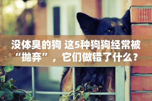 沒體臭的狗 這5種狗狗經常被“拋棄”，它們做錯了什么？ 