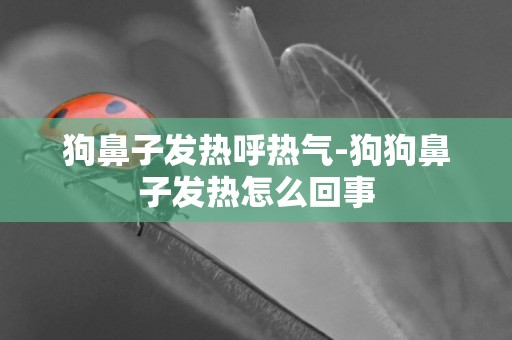 狗鼻子發熱呼熱氣-狗狗鼻子發熱怎么回事