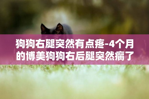 狗狗右腿突然有點疼-4個月的博美狗狗右后腿突然瘸了