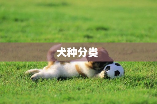 犬種分類 