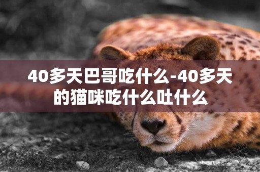 40多天巴哥吃什么-40多天的貓咪吃什么吐什么
