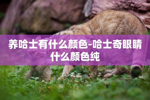 養哈士有什么顏色-哈士奇眼睛什么顏色純