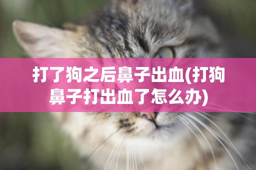 打了狗之后鼻子出血(打狗鼻子打出血了怎么辦)
