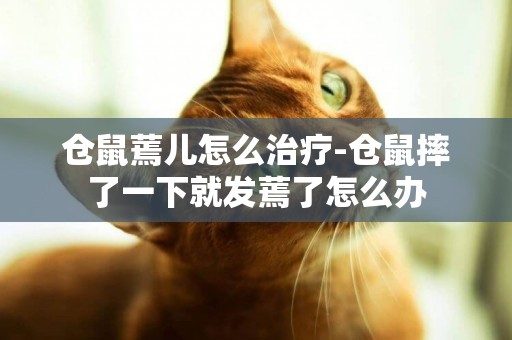 倉鼠蔫兒怎么治療-倉鼠摔了一下就發蔫了怎么辦