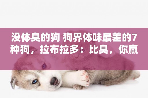 沒體臭的狗 狗界體味最差的7種狗，拉布拉多：比臭，你贏 
