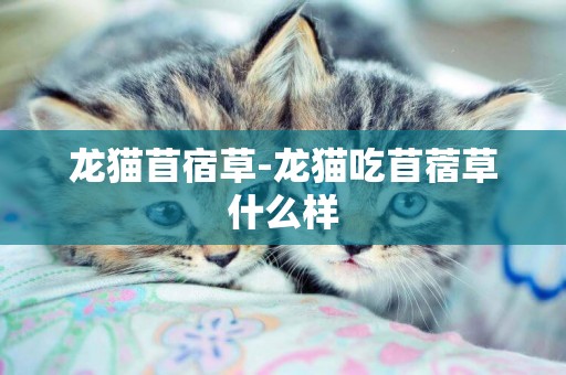 龍貓苜宿草-龍貓吃苜蓿草什么樣