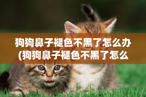 狗狗鼻子褪色不黑了怎么辦(狗狗鼻子褪色不黑了怎么辦圖片)