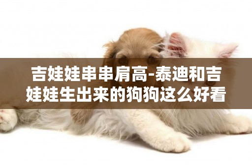 吉娃娃串串肩高-泰迪和吉娃娃生出來的狗狗這么好看