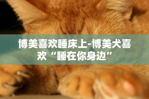 博美喜歡睡床上-博美犬喜歡“睡在你身邊”