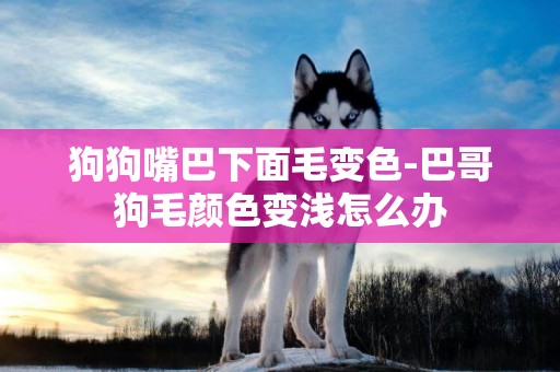 狗狗嘴巴下面毛變色-巴哥狗毛顏色變淺怎么辦