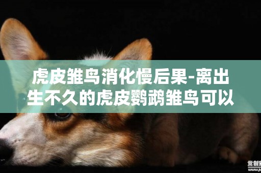 虎皮雛鳥消化慢后果-離出生不久的虎皮鸚鵡雛鳥可以自己吃東西嗎