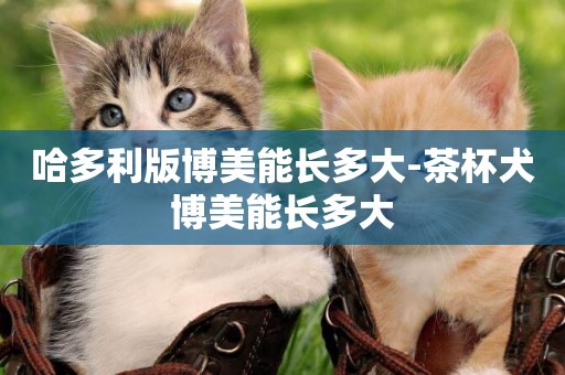 哈多利版博美能長多大-茶杯犬博美能長多大