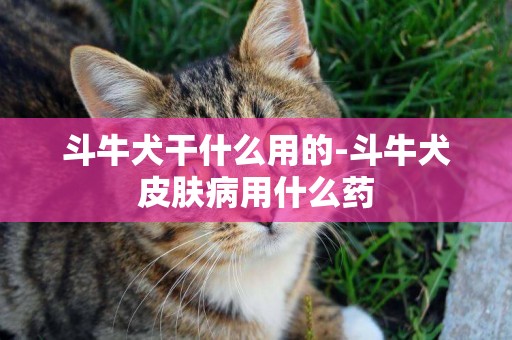 斗牛犬干什么用的-斗牛犬皮膚病用什么藥