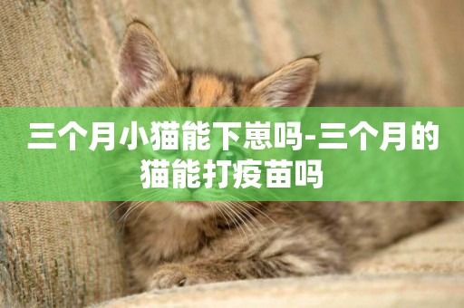 三個月小貓能下崽嗎-三個月的貓能打疫苗嗎