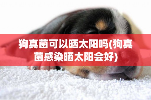 狗真菌可以曬太陽嗎(狗真菌感染曬太陽會好)