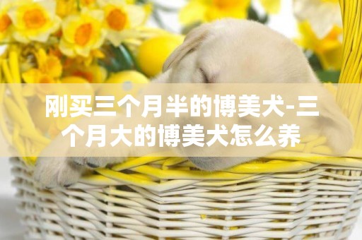 剛買三個月半的博美犬-三個月大的博美犬怎么養