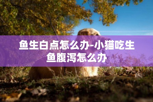 魚生白點怎么辦-小貓吃生魚腹瀉怎么辦