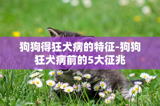 狗狗得狂犬病的特征-狗狗狂犬病前的5大征兆