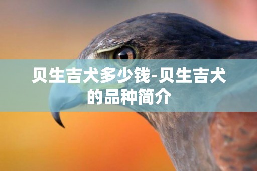 貝生吉犬多少錢-貝生吉犬的品種簡介