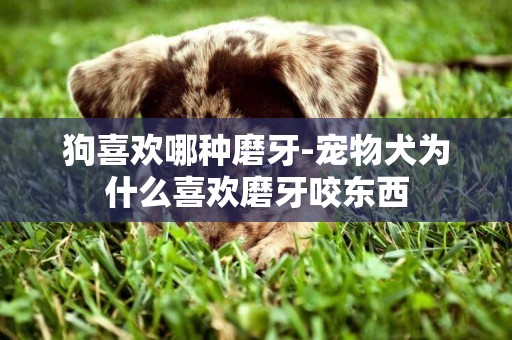 狗喜歡哪種磨牙-寵物犬為什么喜歡磨牙咬東西