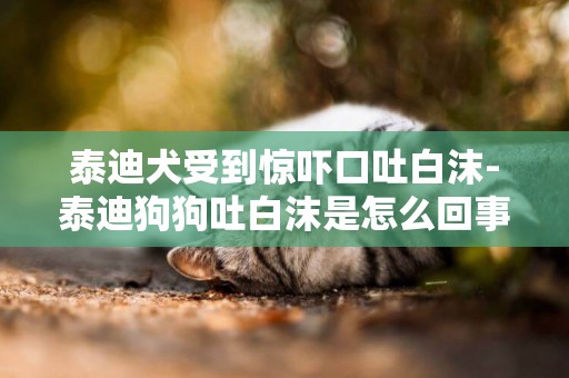 泰迪犬受到驚嚇口吐白沫-泰迪狗狗吐白沫是怎么回事