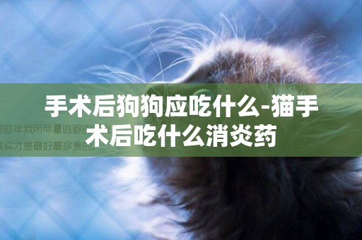 手術后狗狗應吃什么-貓手術后吃什么消炎藥