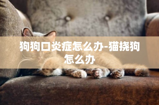 狗狗口炎癥怎么辦-貓撓狗怎么辦