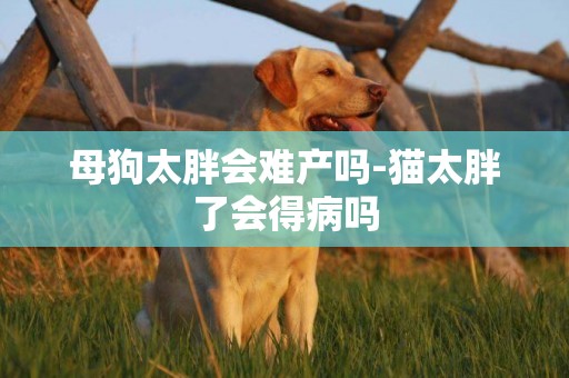 母狗太胖會難產嗎-貓太胖了會得病嗎