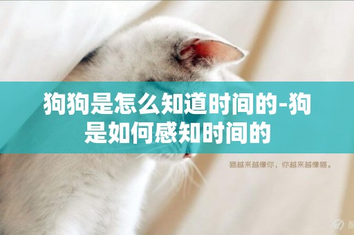 狗狗是怎么知道時間的-狗是如何感知時間的