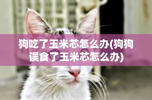 狗吃了玉米芯怎么辦(狗狗誤食了玉米芯怎么辦)