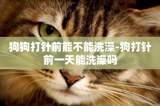狗狗打針前能不能洗澡-狗打針前一天能洗澡嗎