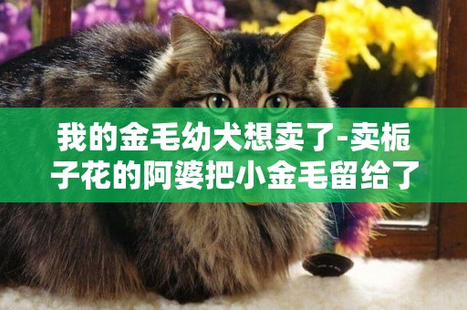我的金毛幼犬想賣了-賣梔子花的阿婆把小金毛留給了我