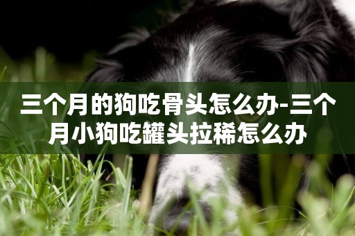 三個月的狗吃骨頭怎么辦-三個月小狗吃罐頭拉稀怎么辦