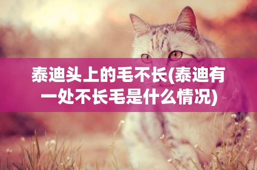 泰迪頭上的毛不長(泰迪有一處不長毛是什么情況)