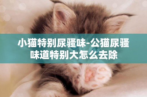 小貓特別尿騷味-公貓尿騷味道特別大怎么去除