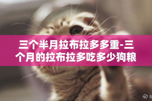 三個半月拉布拉多多重-三個月的拉布拉多吃多少狗糧