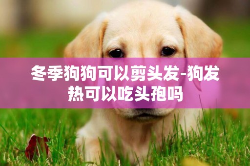 冬季狗狗可以剪頭發-狗發熱可以吃頭孢嗎