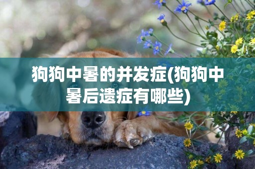 狗狗中暑的并發癥(狗狗中暑后遺癥有哪些)