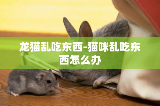 龍貓亂吃東西-貓咪亂吃東西怎么辦