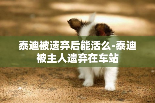 泰迪被遺棄后能活么-泰迪被主人遺棄在車站