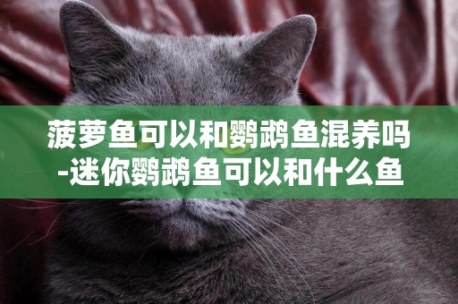 菠蘿魚可以和鸚鵡魚混養嗎-迷你鸚鵡魚可以和什么魚混養