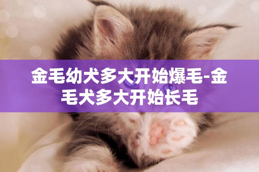 金毛幼犬多大開始爆毛-金毛犬多大開始長毛